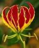 flamelily flower