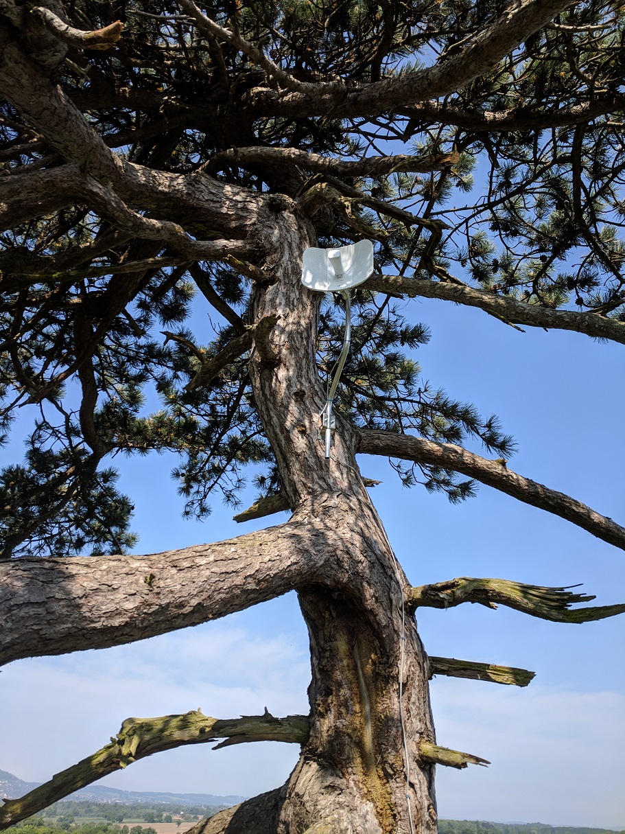 tree broadband